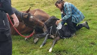 Ronas birth httpswarmbloodsalescomhorserippletime 53021 WildestExpectFarm7837 [upl. by Floeter35]