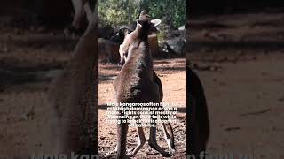 Why Kangaroo Fight 🦘Kangaroo Boxing Fight  Boxing Kangaroo oneminutefact animalfact [upl. by Ynohtnaluap]