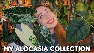 ✨My Alocasia collection✨ I got a wishlist plant and Im obsessed🥰🌠 [upl. by Barrett]