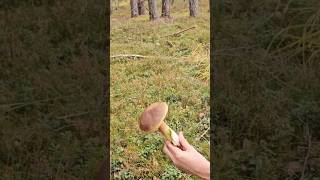 Porcini mushroom mushroomsmushroomhunting nature boletus wildmushrooms boletusedulis [upl. by Eisej]