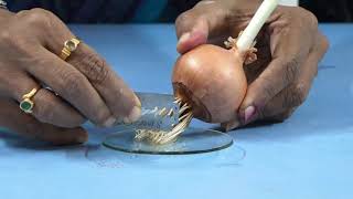 BIOLOGY  II PUC  LABORATORY  MITOSIS ON ONION ROOT TIP EXPERIMENT  S04 [upl. by Schmitz]