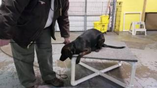 Catahoula Lab mix learning down stay with moderate distraction [upl. by Egni]