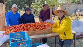 Invernadero de TOMATE  Variedad Cid y Tomate Aguamiel  80 TONELADAS por corte [upl. by Marden551]