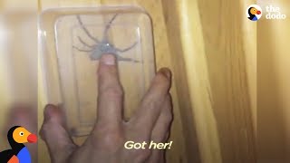 Huge Huntsman Spider in House Freed by Brave Mom  The Dodo [upl. by Notsuh]