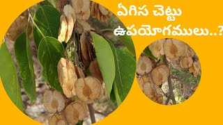 Pterocarpus marsupium  about  benefits in Telugu  ఏగిస చెట్టు ఉపయోగములు [upl. by Pylle]