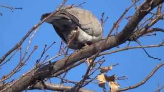 Eurasian Collared Dove Streptopelia decaoctoКольчатая горлица [upl. by Outhe]