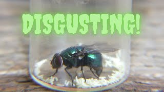 A common blow fly laying eggs [upl. by Jarrett]