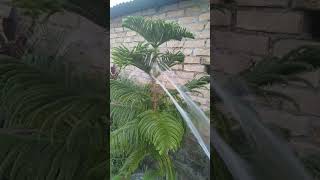 How to care ARAUCARIA Christmas tree plant 😍😘 please like and subscribe my channel please [upl. by Meingolda]