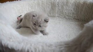 British Shorthair Kitten [upl. by Warton260]