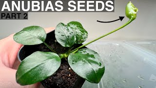 How to Propagate Anubias by Seed  Pollination  Part 2 [upl. by Evangelina633]