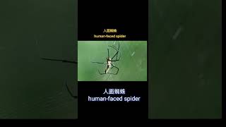 人面蜘蛛 humanfaced spider [upl. by Ettennor]