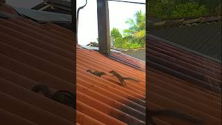 SQUIRRELS 🐿️🐿️ PLAYINGsquirrelssquirrelloversplayingviralvideoviralshortshortsnature [upl. by Cally]