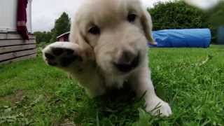 Golden Retriever puppies 6 week old from Kennel Goldblaze GoPro Hero HD 3 [upl. by Xed]