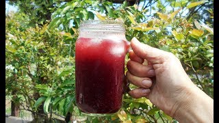 Blueberry Water Kefir [upl. by Nala]