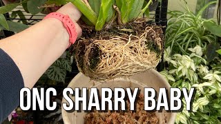 Repotting Oncidium Sharry Baby Orchid Care For Beginners [upl. by Lydnek]