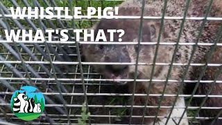 The Crazy Sound A Groundhog Makes Ill Bet Youve Never Heard It [upl. by Trebo]