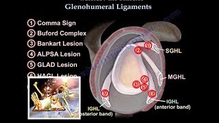 Glenohumeral Ligaments ligaments of the shoulder  Everything You Need To Know  Dr Nabil Ebraheim [upl. by Enrika958]