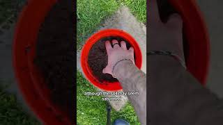 Today we are back and I am showing you my quick tip on watering potted plants gardening plants [upl. by Dorrahs776]