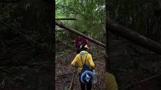 We did the great walk travel foresting forestlife nature forest forestsounds [upl. by Aicemed]