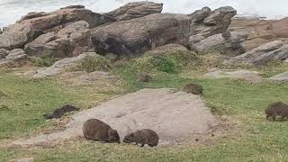 Dassie Rock hyrax sand bathing [upl. by Nerhe]