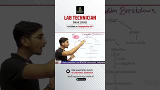 Haemoglobin breakdown  lab techninian classes Dmlt  drt dott haemoglobin breakdown [upl. by Akiehsal829]