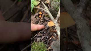 Orange pinwheel mushrooms Marasmius siccus [upl. by Merrill720]