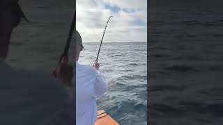 Pending IGFA World record bluefin tuna hooked up on fly rod Highliner Sportfishing San Diego [upl. by Frager]