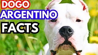 Dogo Argentino  Top 10 Facts [upl. by Sucerdor568]