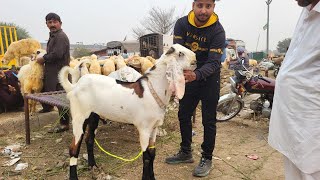 Tuesday Update Phari Wala Maal  Shahpur Kanjra  Desi Chatre Sahiwal Bachre Qurbani 2025 [upl. by Isyed]