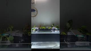 New 3ft Oranda Goldfish Planted Tank Setup [upl. by Elroy]