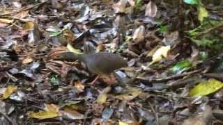 Slatybreasted Tinamou Crypturellus boucardi [upl. by Bowne]