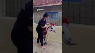 shortvideo dombaunggul automobile dombas animals shortsyoutube ternak [upl. by Lindsay439]