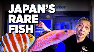 Rare fish collection in Osaka Japan Koji Wadas Blue Harbor Aquarium [upl. by Nanaek961]