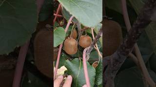 A cold hardy Kiwi for zones 79 gardeningwithcoffee garden Kiwi gardeningtherapy selfsufficient [upl. by Alyk]