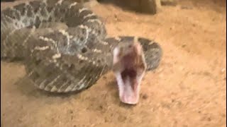 WESTERN DIAMONDBACK FEEDING DOCUMENTARY FOR EDUCATIONAL PURPOSES [upl. by Llertnauq]