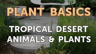 Tropical Desert Animals amp Plants [upl. by Leinnad967]