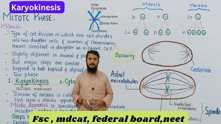 karyokinesis in mitosis [upl. by Schwab636]