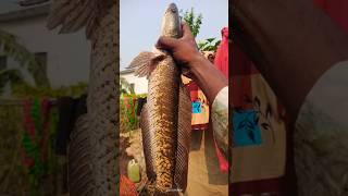 बाप रे इतना बड़ा मछली 🥺  fishingvideo fishing viral shorts [upl. by Lindsay]