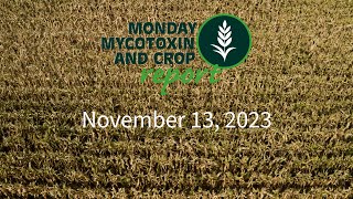 Monday Mycotoxin and Crop Report for November 13 2023 [upl. by Kirtley]