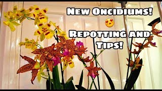 New Oncidium Intergenerics Repotting New Oncidiums and Tips [upl. by Herriott]