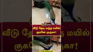 வீடு தேடி வந்த மயில் குகனே முருகா shorts kovai [upl. by Kieran]