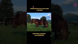 🐴Caballo Bretón pura raza nacido 2092019caballoshermosos stronghorses horse caballosfuertes [upl. by Jereld]