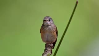 Ferruginous Flycatcher at Singapore Botanic Gardens Nov 15 2024 [upl. by Jacquie894]