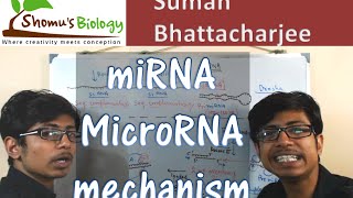 miRNA biogenesis  microRNA mechanism [upl. by Atiroc]