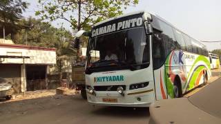 Canara pinto seen in Mira RoadVolvo [upl. by Kcirddet]