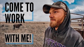 DAY IN THE LIFE of a Cattle Rancher [upl. by Mace476]