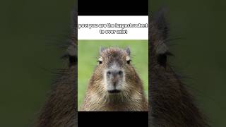 Josephoartigasia Monesi capybara capybaralove fyp prehistoric fyp [upl. by Aisyla234]