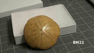 Fossilized Sea Urchin 160 Million Year Old Sand Dollar from Madagascar [upl. by Reinaldo]