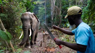 Mitigating HumanElephant Conflict in the Atlantic Rainforest of Congo [upl. by Lirbaj]