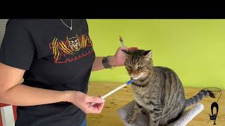 Teach Your Cat to Use A Pill Popper Positively and Willingly [upl. by Gail]